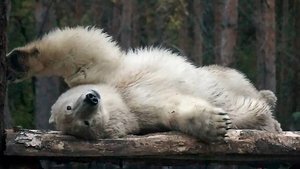 Медвежата Белка и Стрелка. Как покрасить шубку, если не хочешь быть белой?