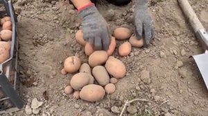 🐓🐓🐓🐓🌿🌿🌿