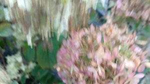 Сезон продаж подходит к концу, остатки саженцев гортензий. как выглядят на конец сентября.