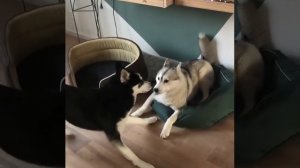 Посмеемся (991)