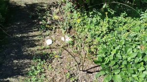 розу съели вредители