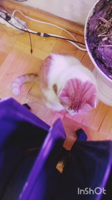 Эпопея с отоплением часть1🐯