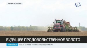 В Крыму озимыми зерновыми планируют засеять более 500 тысяч гектаров