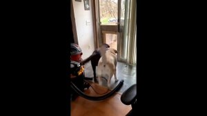 Сборник смешных видео 6