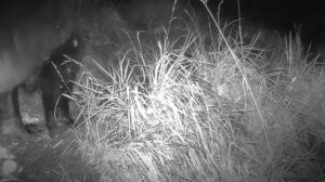 Видео фото ловушки