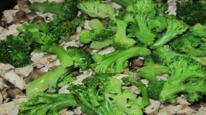 Лоранский пирог с курицей, грибами и брокколи