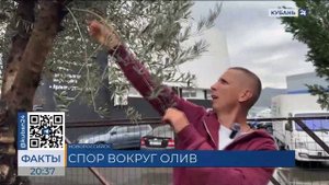 В Новороссийске двух женщин ошибочно приняли за вандалов, портящих деревья оливы