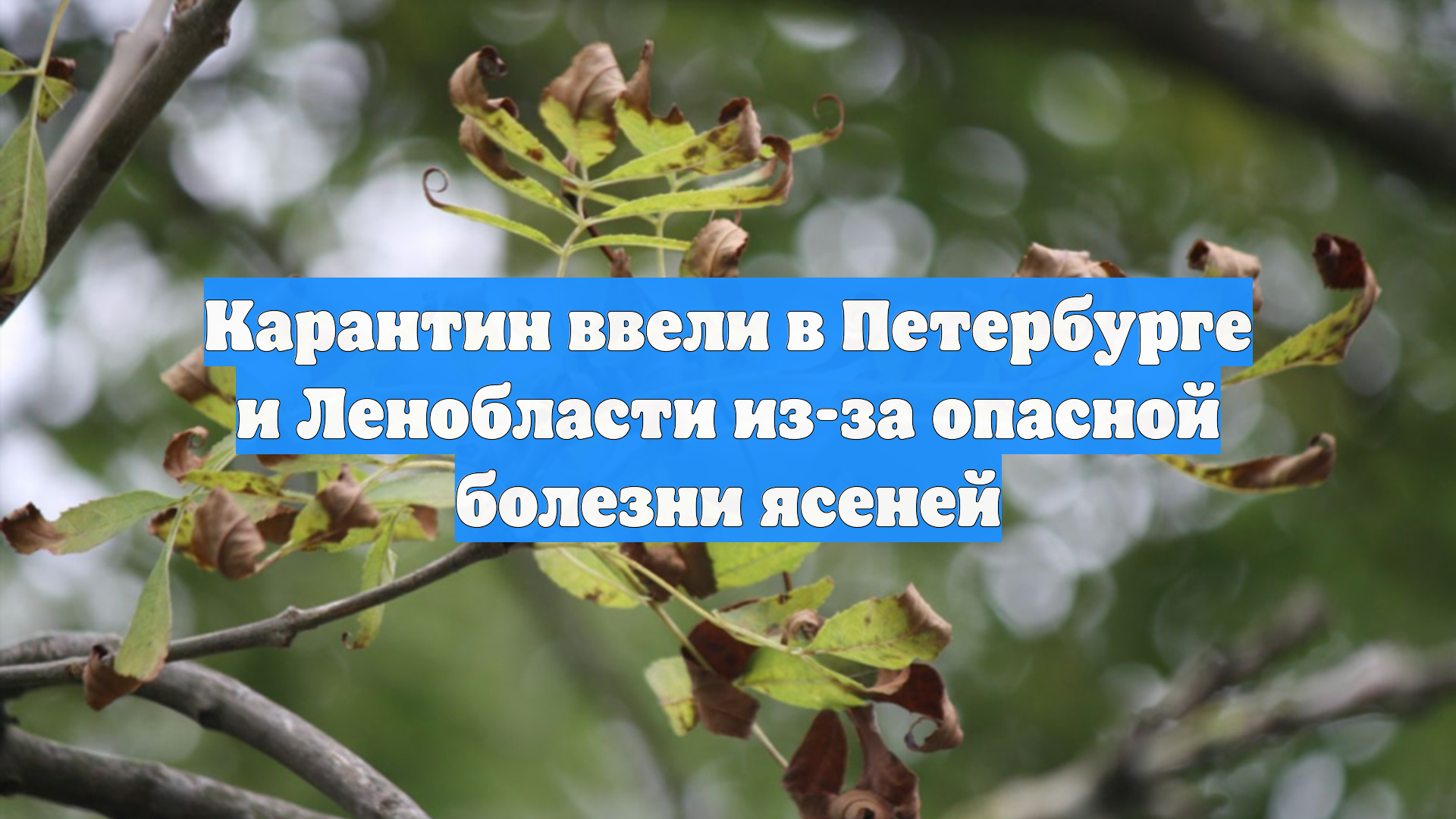 Карантин ввели в Петербурге и Ленобласти из-за опасной болезни ясеней