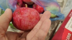 урожай яблок с деревенской яблони, жизнь в деревне