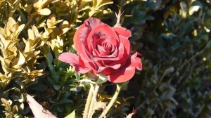 15=09=2025  ник   (19)