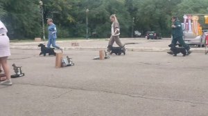 Благовещенск моно Английских кокер спаниелей 14.09.25 сравнение на ЛСо черный