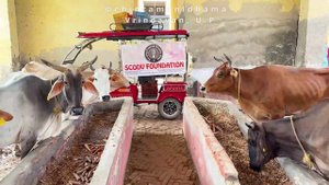 9 сентября. Начало Питри Пакши. Раздача овощей коровам и завтрака работникам гошалы