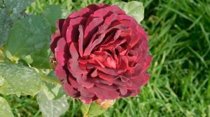 27=09=2025     КРАСНОДАР . ПАРК  СЕРГЕЯ ГАЛИЦКОГО.  ДЕНЬ ГОРОДА.  232  ГОДОВЩИНА.  JPG (117)