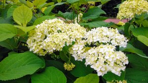 Зачем обрезаю гортензию древовидную