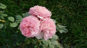 27=09=2025 КРАСНОДАР . ПАРК СЕРГЕЯ ГАЛИЦКОГО. ДЕНЬ ГОРОДА. 232 ГОДОВЩИНА. JPG (88)