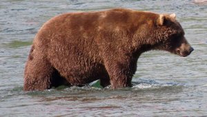 Медведь со сломанной челюстью дошел до финала и победил в конкурсе на Аляске
