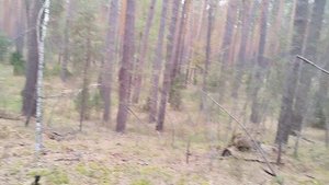 вниз по лесной дороге