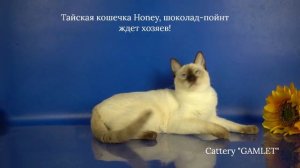 Тайские котята девочка Honey Gamlet, 6 месяцев, шоколад-пойнт ждет хозяев_