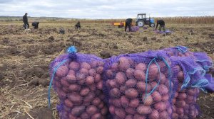 Уборка картофеля