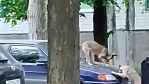 На Текстильщике бродячие собаки лазят по автомобилям 😱