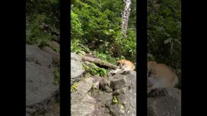 21 день путешествия автостопом с палаткой по Сахалину, Курилам и Камчатке