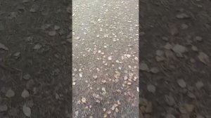 "Душевная осень" полная версия
#шансон #песня #музыка #лучшийХит #дача #шашлык #осень #веселье #вау