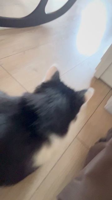 Китик и плёночка