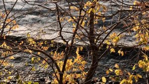 Видеопоэзия. Мария Захарова