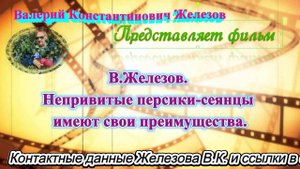 В.Железов. Непривитые персики-сеянцы имеют свои преимущества.