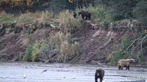 Мама пошла рыбу ловить- медвежата на всякий случай на верх ушли
