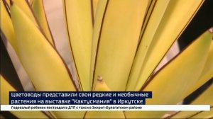 В Иркутске открылась выставка Кактусмания