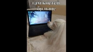 Мемы сентября