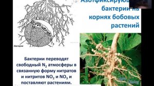 Андреева Н.Б.био9кл Глеб