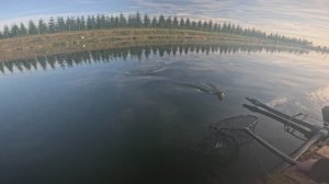 Калужская форель