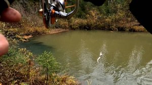 Чебак на таежной речке 2 октября 2025 г.