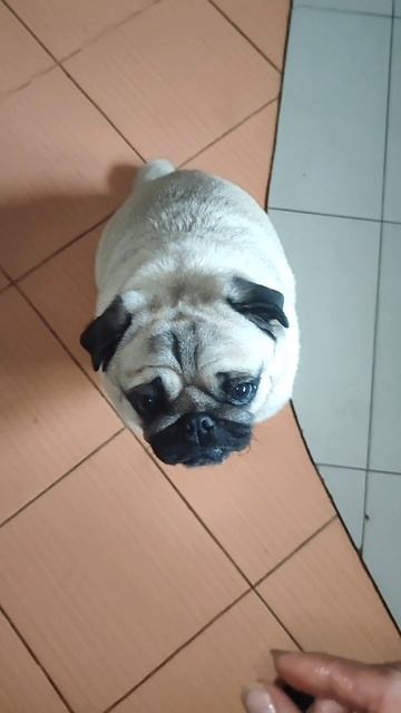 Мопса не обманешь