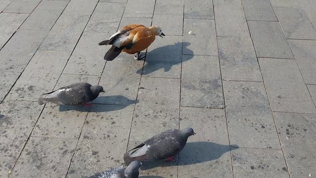 Птицы в Москве, никого не боятся!!! смотреть онлайн