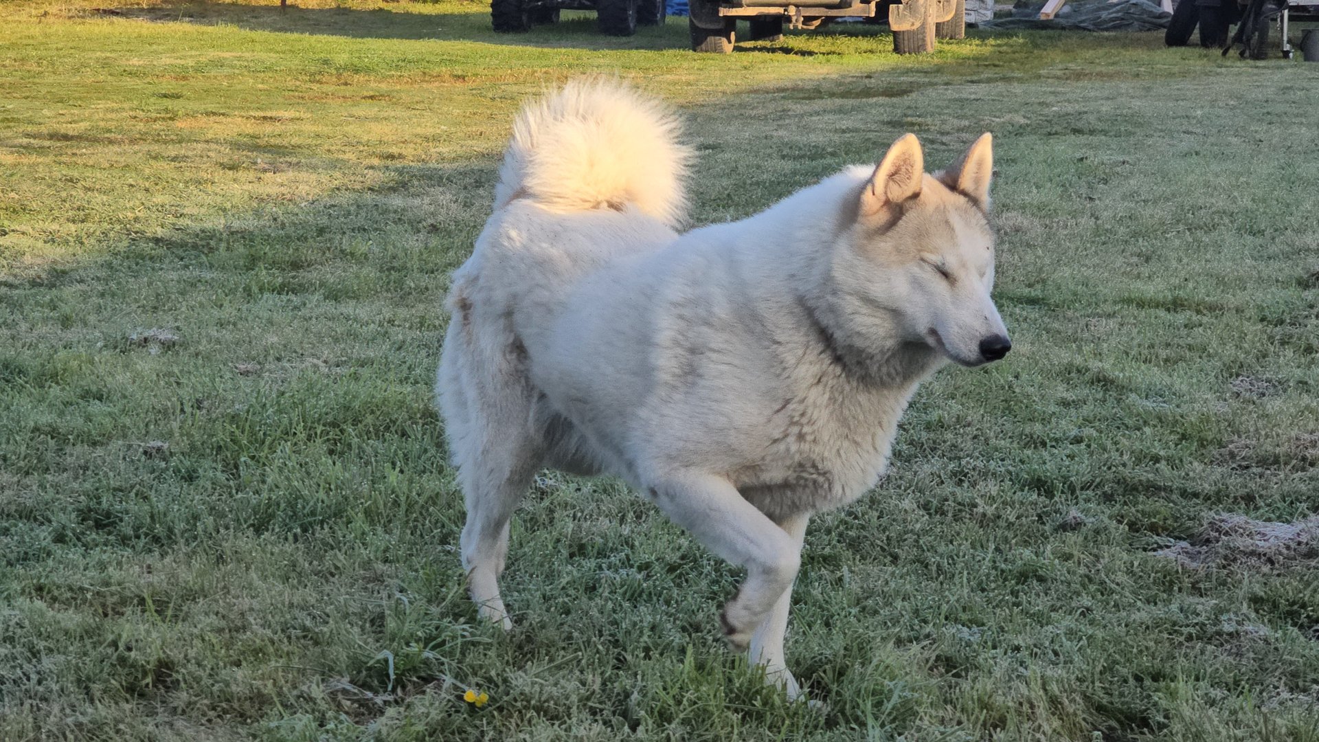 Белкунье девять лет