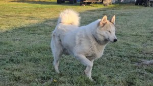 Белкунье девять лет