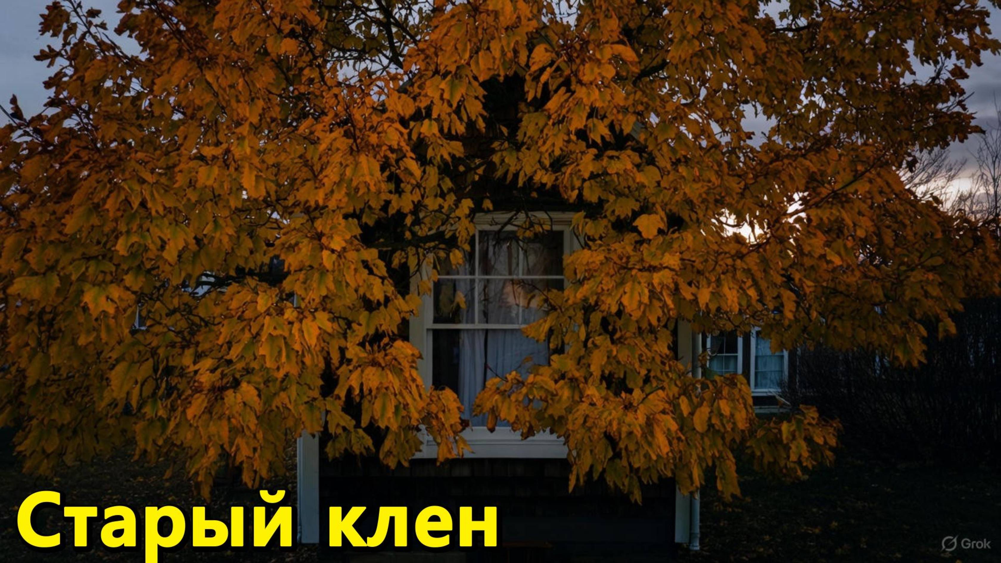 Старый клен