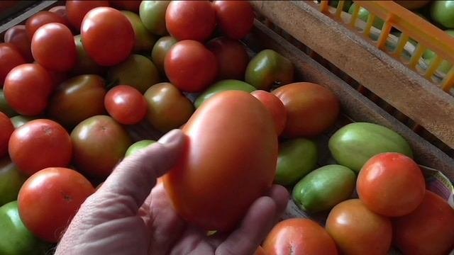 Безрассадные помидоры, итоги сезона.