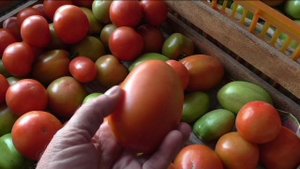 Безрассадные помидоры, итоги сезона.