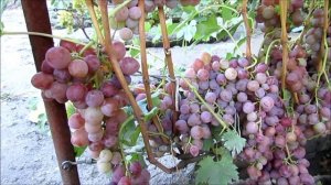 13.09.2025. Виноград МАЛИНОВАЯ ЗАРЯ и ИСКРА в г. Липецке.