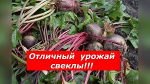 Вот это экземплярчик! Убираю свеклу и радуюсь урожаю!!!