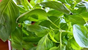 Канапе на шпажках