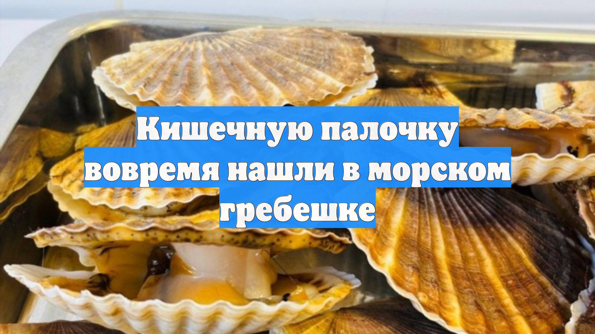 Кишечную палочку вовремя нашли в морском гребешке