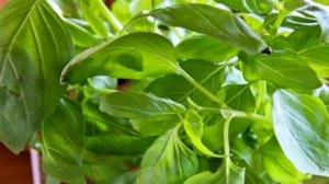 Канапе на шпажках