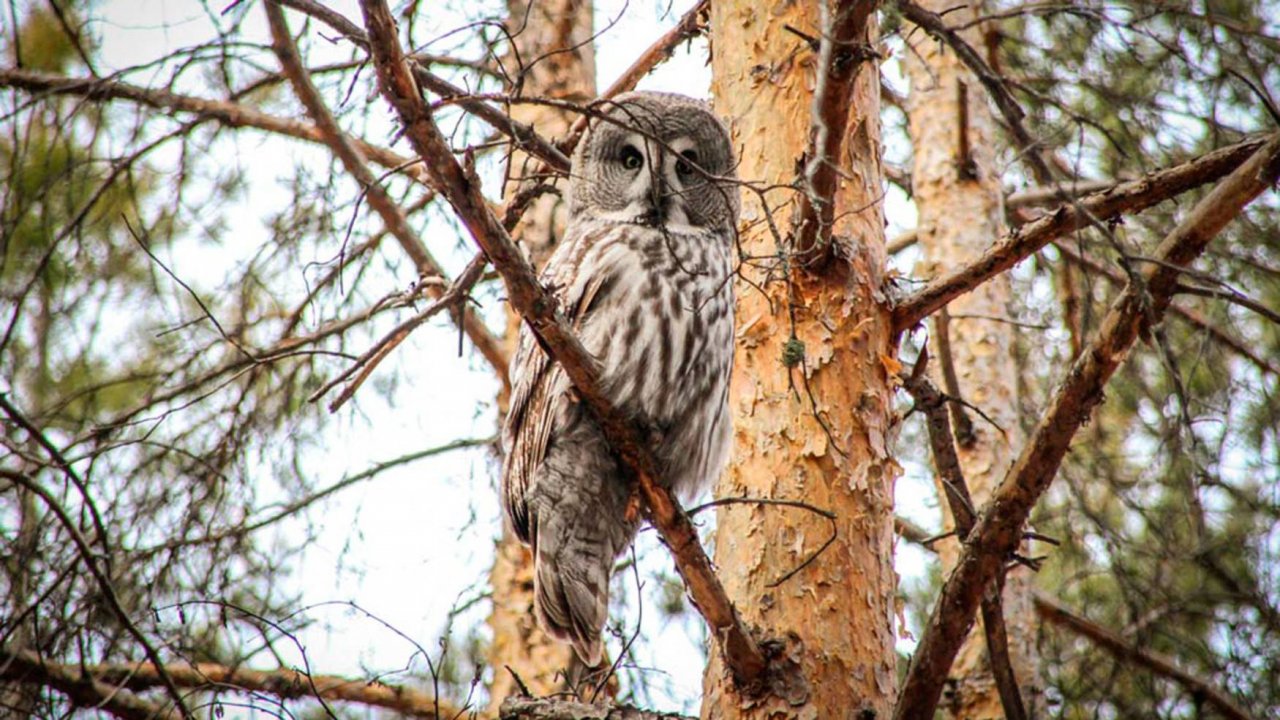 Бородатая неясыть. Сова на Урале | Ураловед