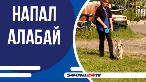 В с.Веселое алабай напал на женщину