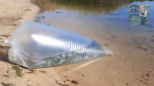 Перевозка рыбы в пакетах.